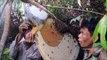 Ces cambodgiens ramassent du miel sur une ruche d'abeilles sauvage... Incroyable