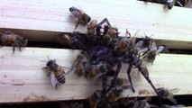 Ces abeilles se défendent férocement contre une grosse araignée