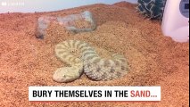Snake Disappears In Sand!