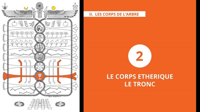 L'Arbre de Vie - Alchimie & Gnose (10/20) ÉTHÉRIQUE – LE TRONC