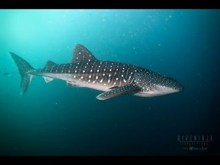 Diver Gets Surprise Visit From Whale Shark