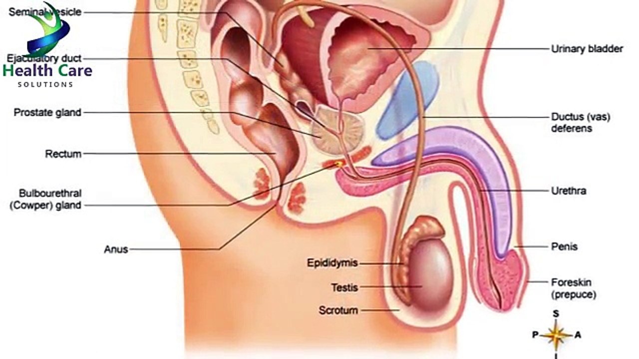 The Main Differences Between White and Clear Sperm- Medical Videos