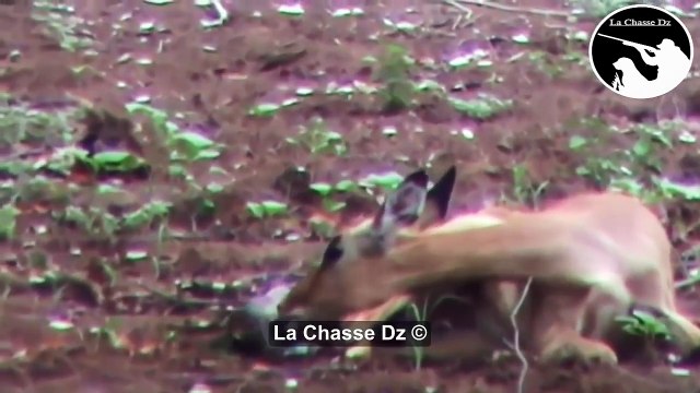 أسد ينقد صغير الإمبالة من الفهد ! مقطع يستحق المشاهدة-MXXRKAmDYKA.CUT.00'34-01'10