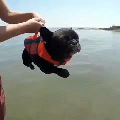 Phòng khám đa khoa Đại Đông - Funny Dogs #1