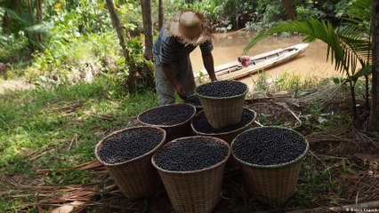 الغذاء السوبر- توت آساي البري من البرازيل