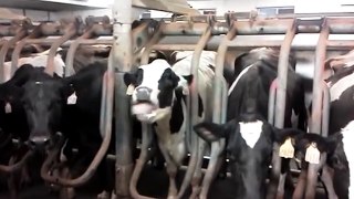 Holy Cow! _ Funny Animals Compilation-SaHacbZ0wto.CUT.00'34-01'10