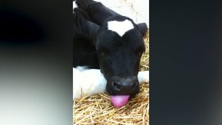 Holy Cow! _ Funny Animals Compilation-SaHacbZ0wto.CUT.02'19-02'55
