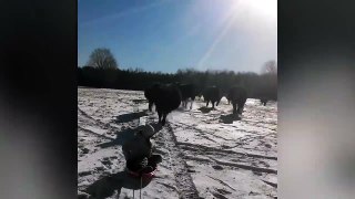 Holy Cow! _ Funny Animals Compilation-SaHacbZ0wto.CUT.02'54-03'30