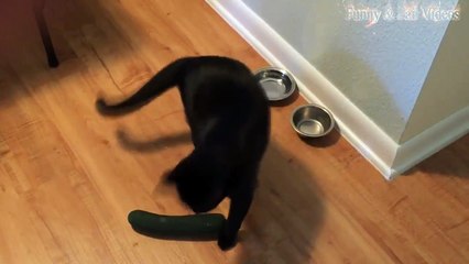 Cats scared of Cucumbers Compilation - Cats Vs Cucumbers - Funny Cats-cNycdfFEgBc.CUT.00'34-01'10