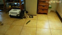 Cats scared of Cucumbers Compilation - Cats Vs Cucumbers - Funny Cats-cNycdfFEgBc.CUT.02'51-03'27