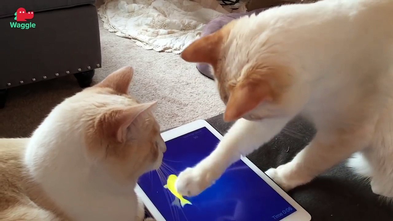 Ten Sneak Attacks _ Funny Animal Compilation-OXrzHvQygm0.CUT.01'09-01'45