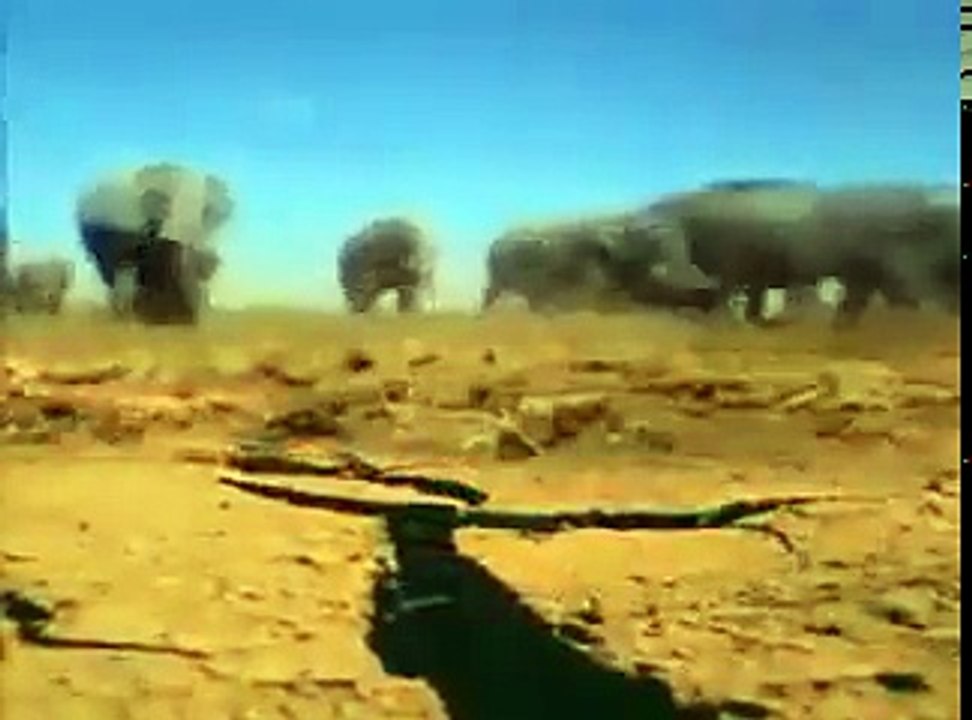 SubhanAllah - Animals have a brain