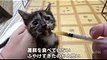 保護仔猫らな 28日目 初めてのトイレとカリカリ【瀬戸のらな日記】Today is the 28 day since my kitten Protection (1)