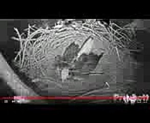 112217..SWFL Eagles ~181754 pm You Can See The Second Egg ..Woohoo (1)