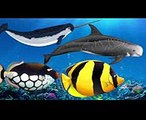 Wrong Heads Body Funny Learn Sea Animals Names #2