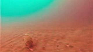 Under the Sea Ice, Ancient Jellyfish Swim By