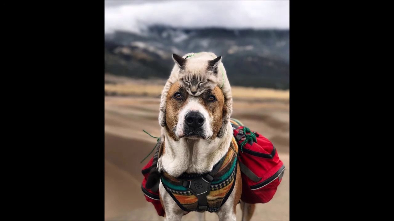 L'histoire de Henry et Baloo, un chien et un chat aventuriers qui parcourent le monde avec leurs maitres!