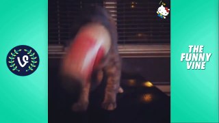 Funny Cats Compilation 2016  - Best Funny Cat Videos Ever _ Funny Vines-njSyHmcEdkw.CUT.01'09-01'45