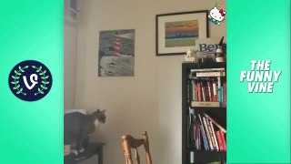 Funny Cats Compilation 2016  - Best Funny Cat Videos Ever _ Funny Vines-njSyHmcEdkw.CUT.02'54-03'30
