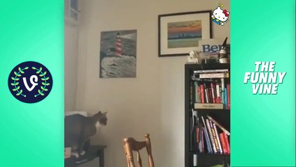Funny Cats Compilation 2016  - Best Funny Cat Videos Ever _ Funny Vines-njSyHmcEdkw.CUT.02'54-03'30
