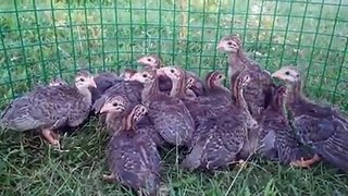 guinea fowl chicks care by Taimoor..