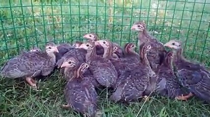 guinea fowl chicks care by Taimoor..