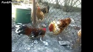 Top Funny Rooster Videos Compilation 2017 [BEST OF]-oyjudDU4cvY.CUT.01'44-02'20