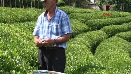 Rize Çay Sektöründe Kanun Arayışı