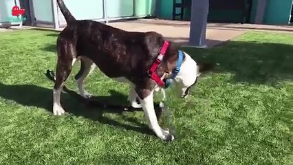 Adopt Daytona // Pitty Mix // Adoptable Featurette
