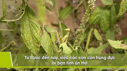 Kinh dị bọ ngựa đực không đầu giao phối với con cái