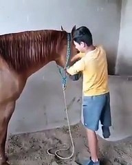 Download Video: Cet handicapé s'occupe d'un cheval sans mains et avec une jambe en moins !