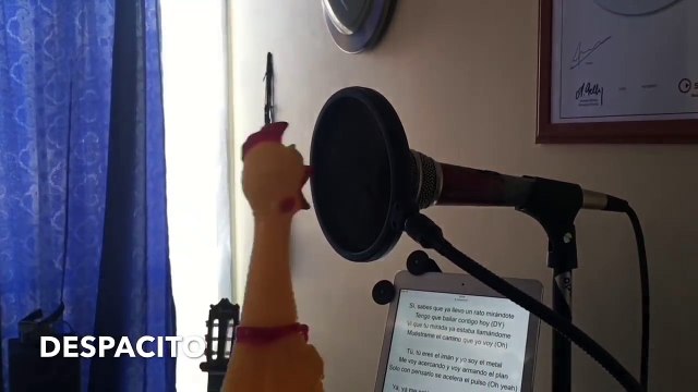 Despacito joué avec une Poule en Jouet... Tellement drole !