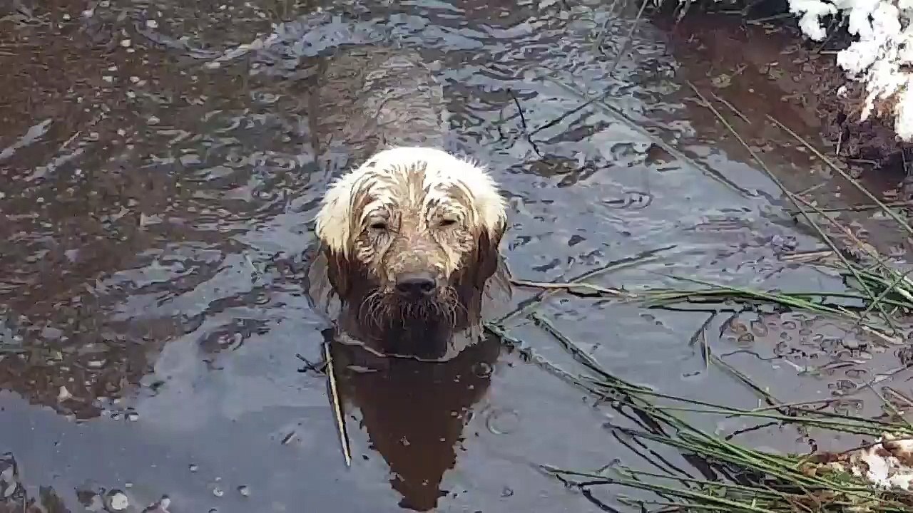 Enorme bain de boue pour ce chien qui se pourrit comme jamais !