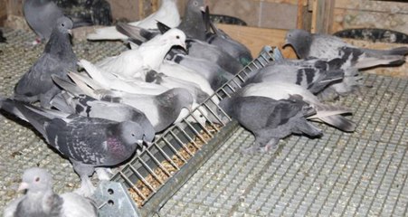 Güvercin Katliamı Yapan 3 Suriyeliye 13 Bin 428 TL Para Cezası Verildi