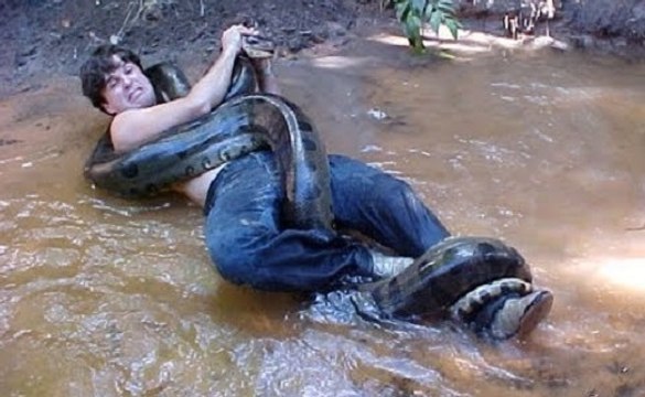 Será Que Cobras Gigantes Comem Pessoas