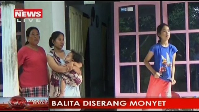 Lepas dari Kandang, Seekor Monyet Gigit Balita di Kamar