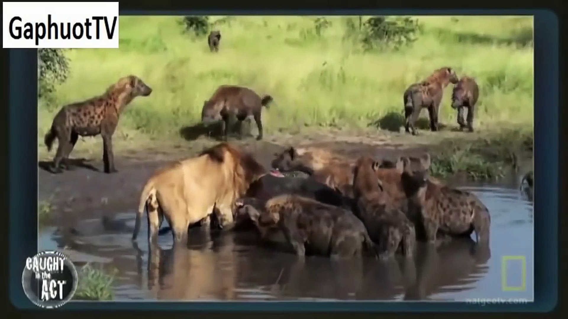 野生动物战斗 10 个 惊得目瞪口呆的野狼与狮子生死战