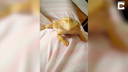 A Dragon’s Fierce Love – Pet Bearded Dragon Nods And Waves At Owner To Show Affection