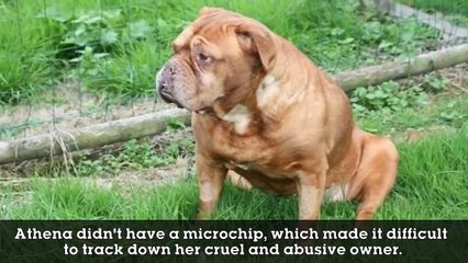 Dog Found Buried Alive Defies Her Abuser By Living An Awesome Life