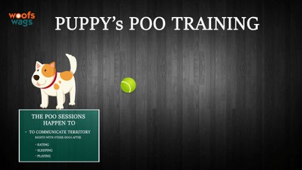 Perfecting Your Puppies Poo Training | Woofsnwags.in