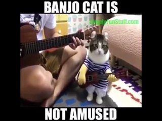 Ultimate Fail Funny And Cute Cat Vines Compilation 2017 Part 1- SimplyFunStuff.com