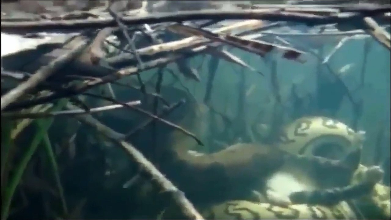 Amazing! Monkey vs King Cobra vs Lions, Lizards, Snakes, Mongoose, Squirrels by Dailyvideo   2017