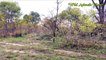 Bear vs 6 Wolfs vs Cheetah vs Lion vs Forest Buffalo vs Gazelle vs Leopard by Dailyvideo 3   2017