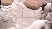 One Guilty Dog Makes A Big Mess