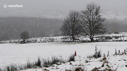 Northern Ireland forest turns white with snow