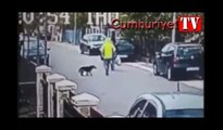 Sokaktan geçen kadının kapkaça uğrayacağını fark edip, hırsızı kovalayan köpek