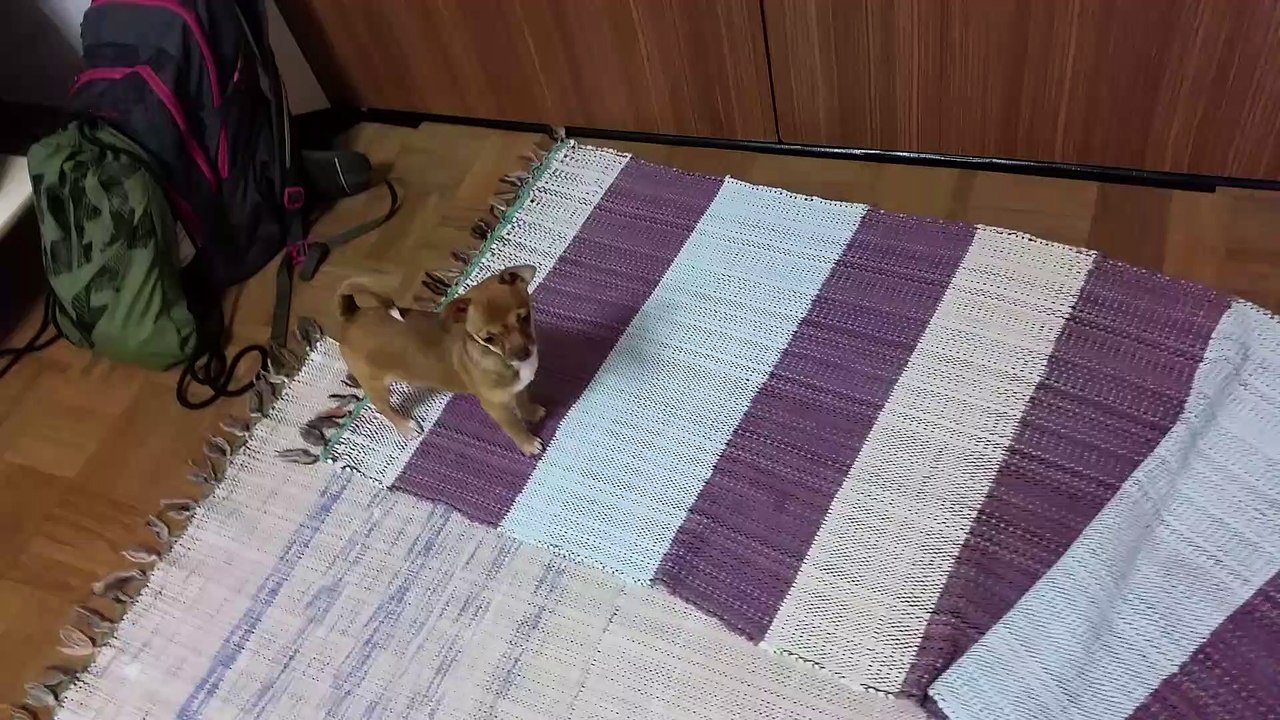 Puffy - Chihuahua Welpe und Hamster kämpfen