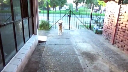 Curso de aleman para cachorro Pastor Aleman