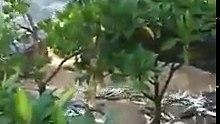 INSIDER THAILAND-Fishermen recorded the event before the tsunami.