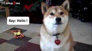 Most Funny Talking Dog Videos Compilation 2014 [NEW]-hiMjgLaN9cY.CUT.00'00-00'35